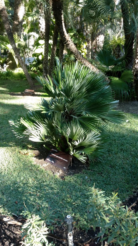 Picture of Chamaerops humilis volcano