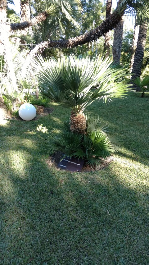 Chamaerops humilis plantplacesimage20171216_134323.jpg