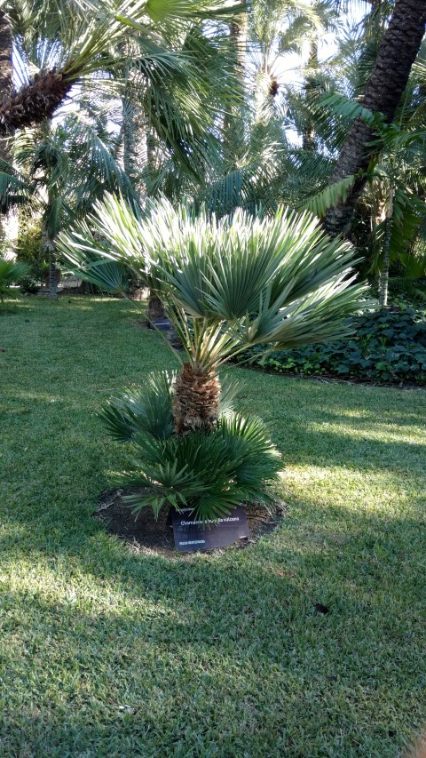 Chamaerops humilis plantplacesimage20171216_134335.jpg