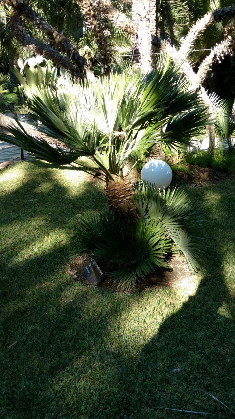 Chamaerops humilis plantplacesimage20171216_134344.jpg