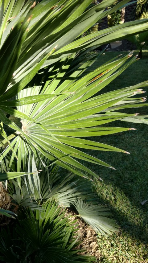 Chamaerops humilis plantplacesimage20171216_134358.jpg