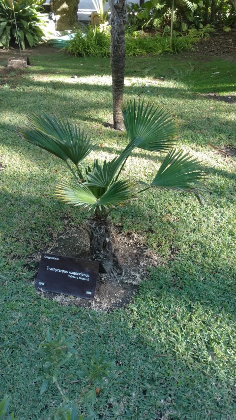 Picture of Trachycarpus wagnerianus