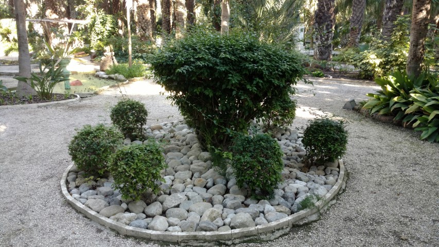 Picture of Bougainvillea spp Bougainvillea