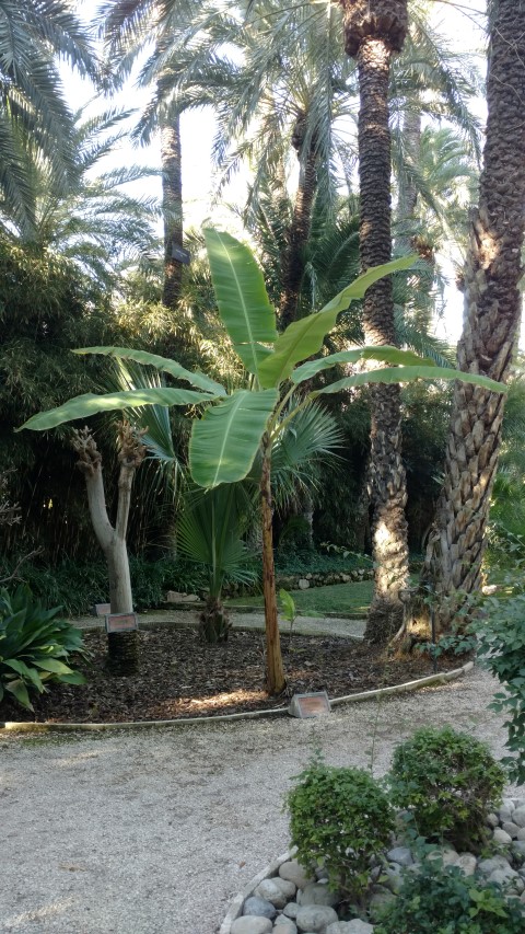 Picture of Musa paradisciata