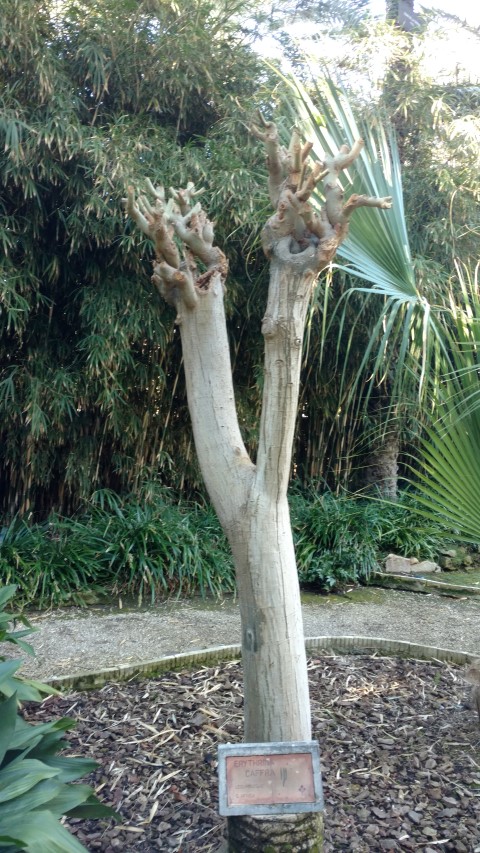 Picture of Erythrina caffra