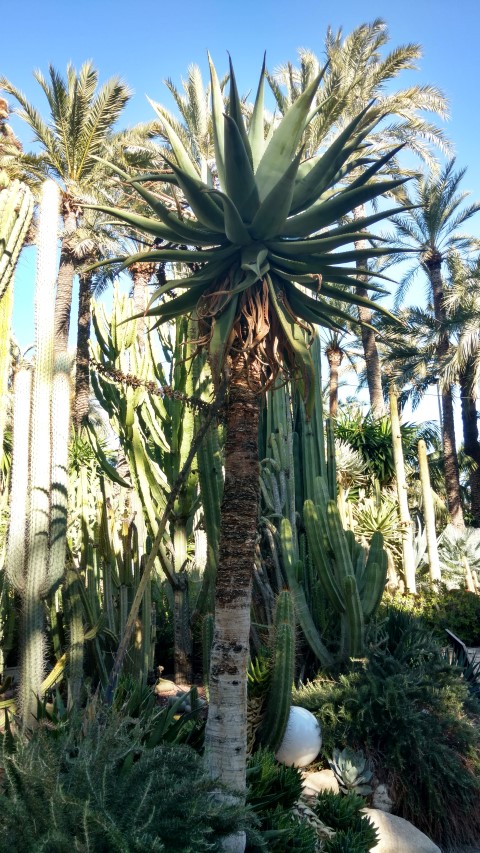 Aloe ferox plantplacesimage20171216_135438.jpg