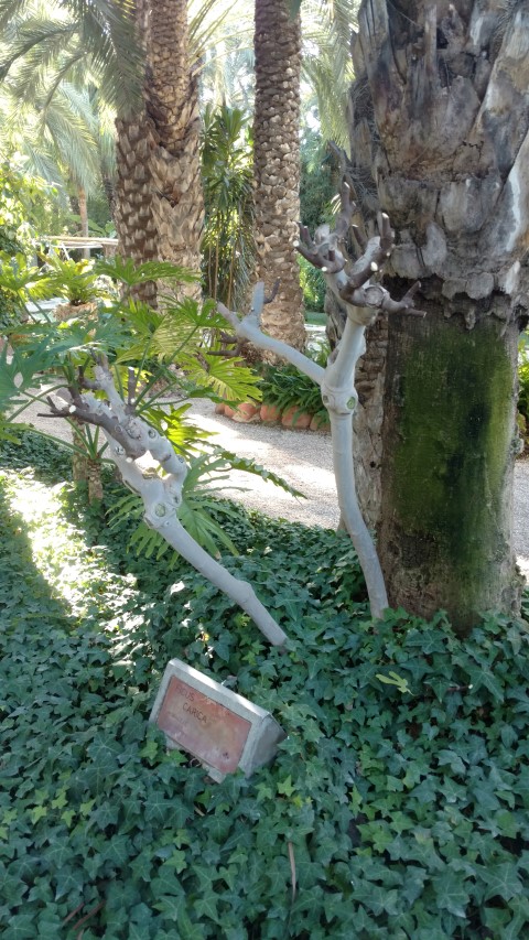 Picture of Ficus carica fig or vijg