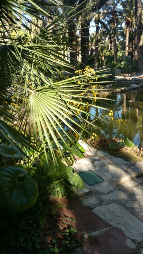 Chamaerops humilis plantplacesimage20171216_140011.jpg