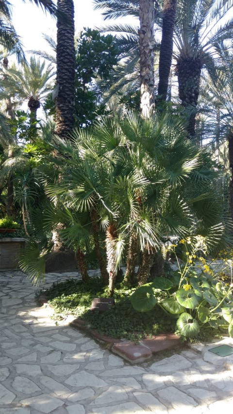 Chamaerops humilis plantplacesimage20171216_140023.jpg