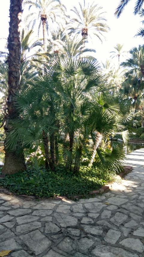 Chamaerops humilis plantplacesimage20171216_140039.jpg