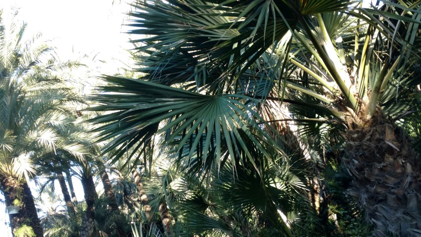 Picture of Sabal maritima  Palma cana, Guano blanco