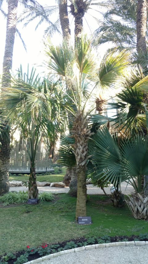 Picture of Sabal   Palmetto