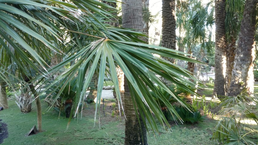 Picture of Livistona australis