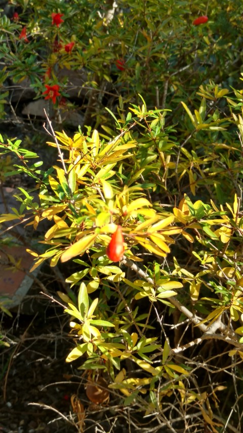 Punica granatum plantplacesimage20171216_141021.jpg