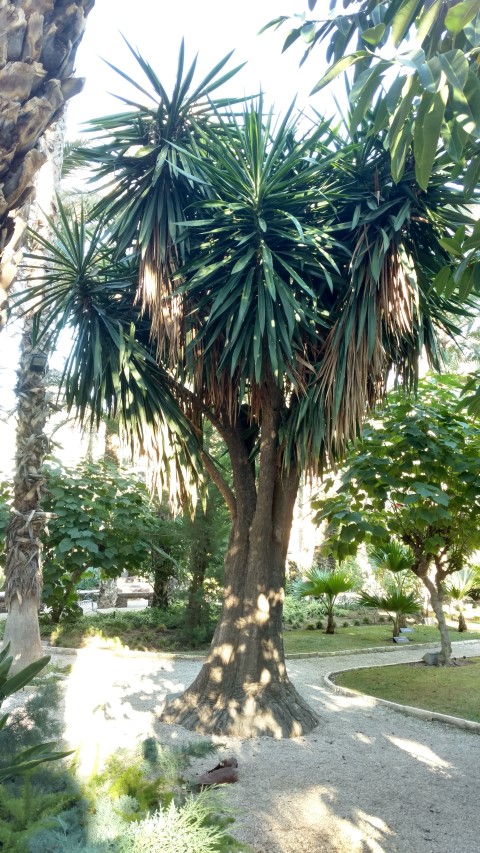 Picture of Yucca elephantipes