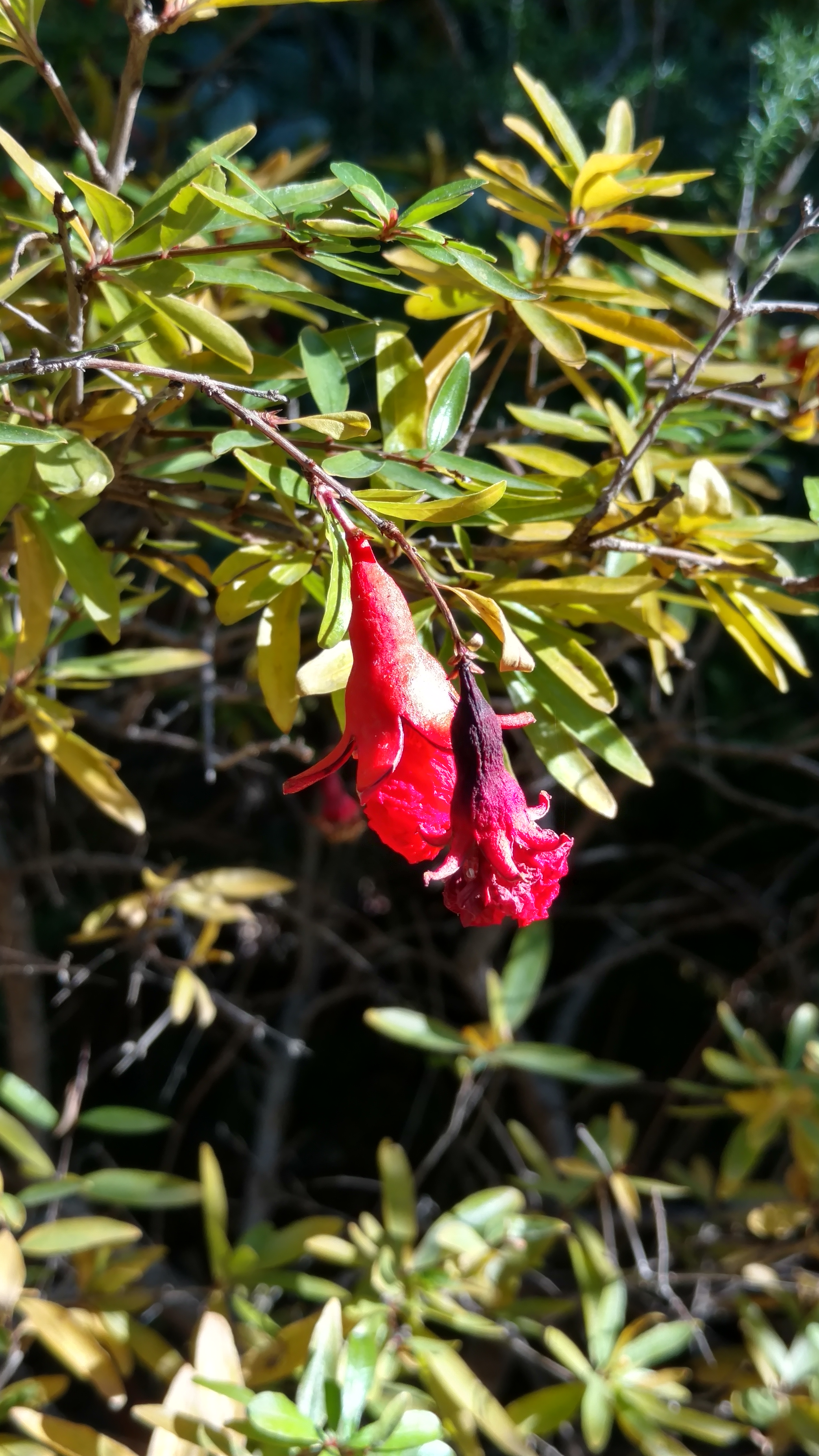 Punica granatum plantplacesimage20171216_141043.jpg