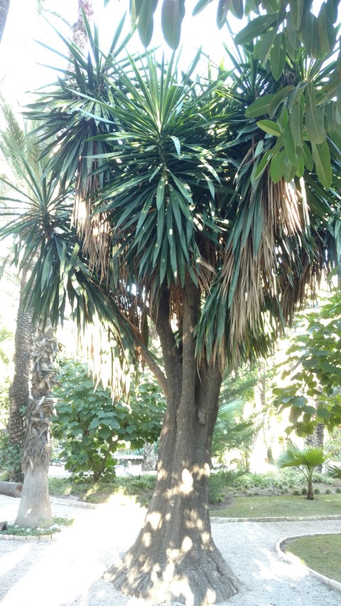 Picture of Yucca elephantipes