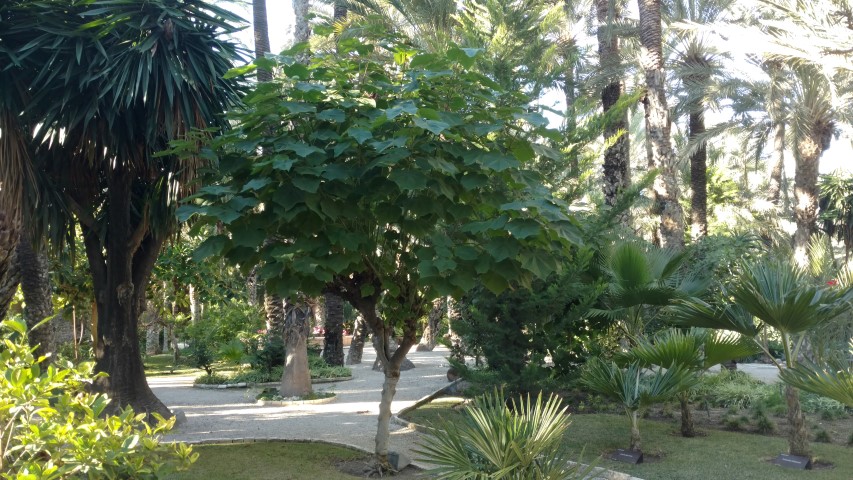 Picture of Dombeya spp