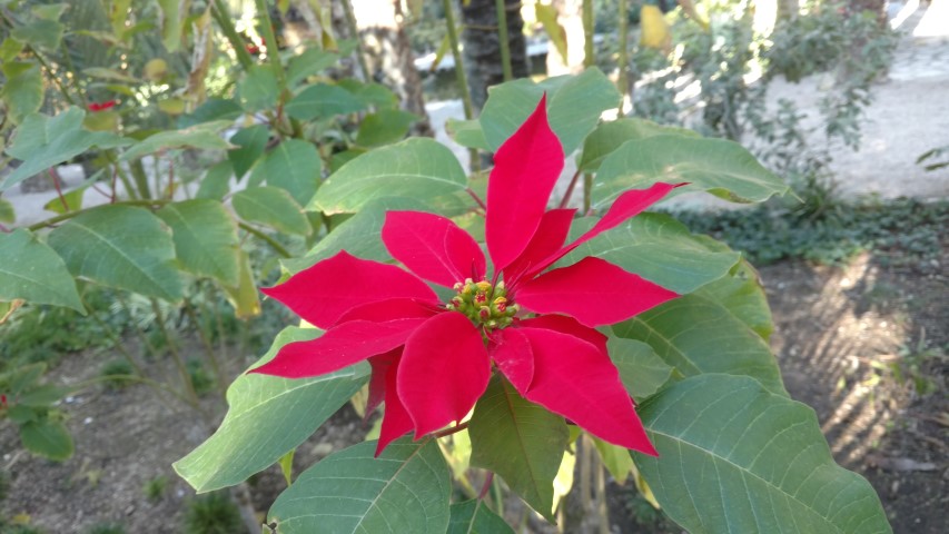 Picture of Euphorbia pulcherrima  
