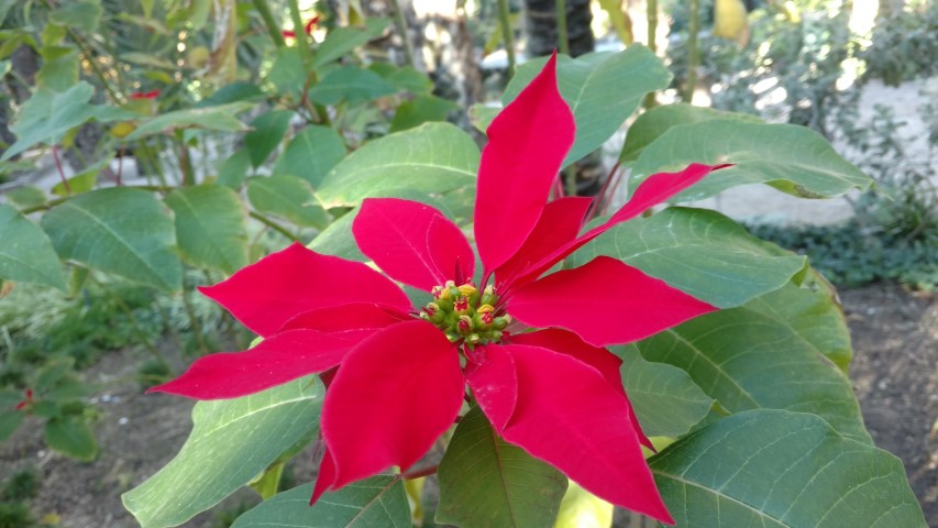 Picture of Euphorbia pulcherrima  