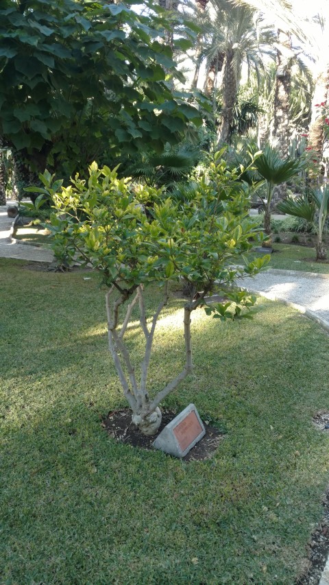 Picture of Gardenia jasminoides  Bunga China Cape Jasmine