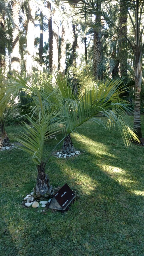 Picture of Butia capitata