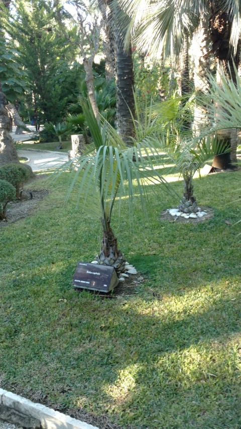 Picture of Butia capitata