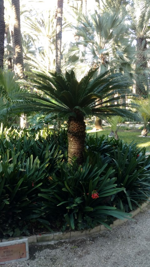 Picture of Cycas revoluta King Sago Palm