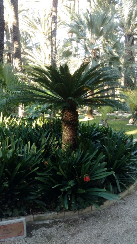 Picture of Cycas revoluta  King Sago Palm