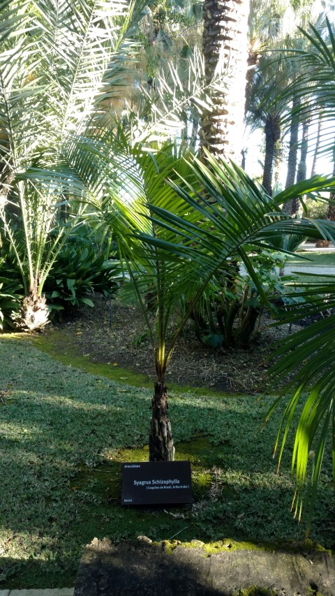 Picture of Syagrus schizophylla  Ouricuri Palm
