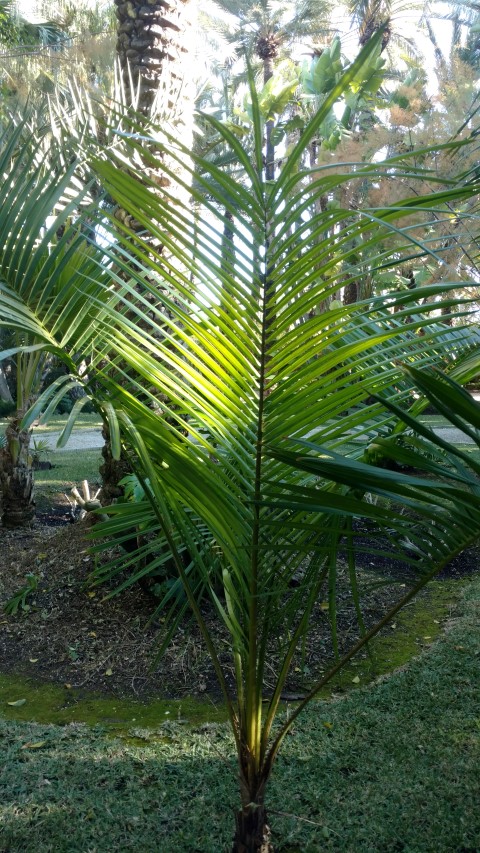 Picture of Syagrus schizophylla  Ouricuri Palm