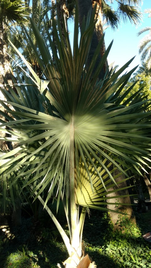 Picture of Bismarkia nobilis