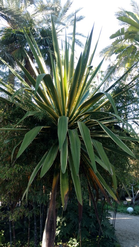 Picture of Furcraea selloa marginata