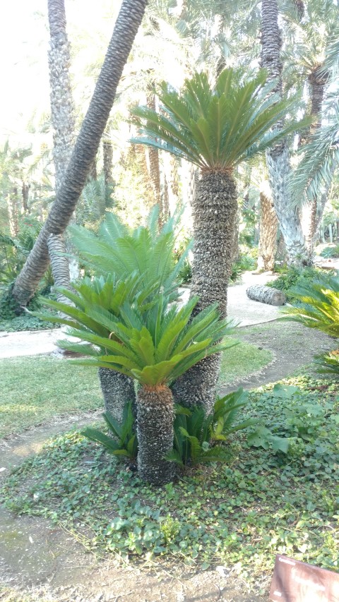 Picture of Cycas revoluta King Sago Palm