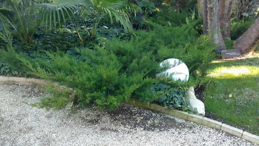 Picture of Juniperus chinensis  Chinese juniper