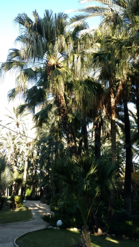Picture of Livistona chinensis Serdang