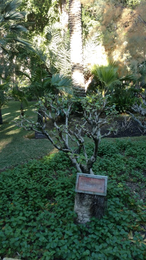 Picture of Hibiscus rosa-sinensis  Chinese Hibiscus