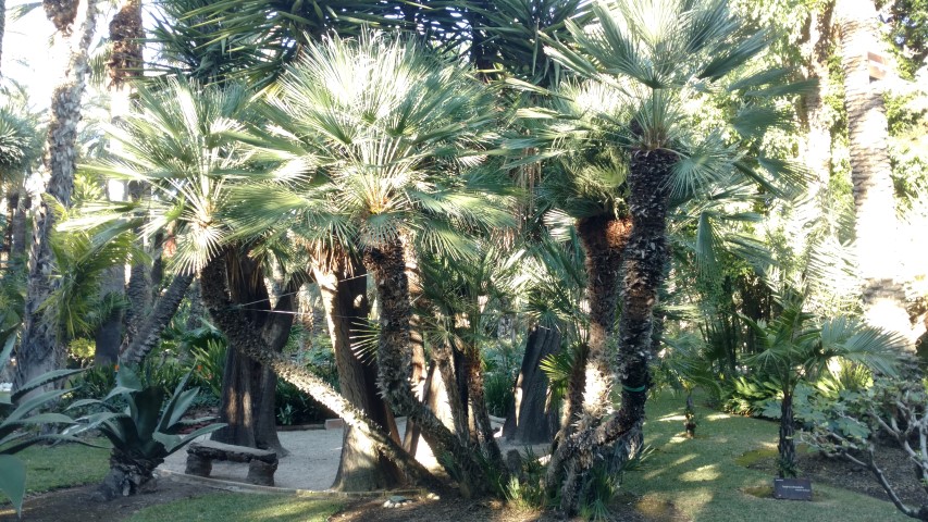 Picture of Chamaerops humilis