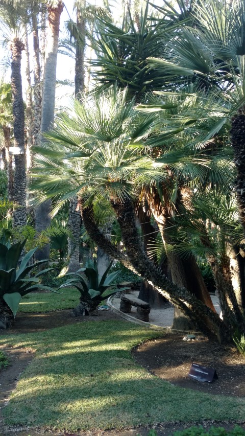 Picture of Chamaerops humilis