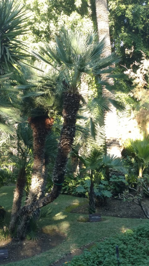 Picture of Chamaerops humilis