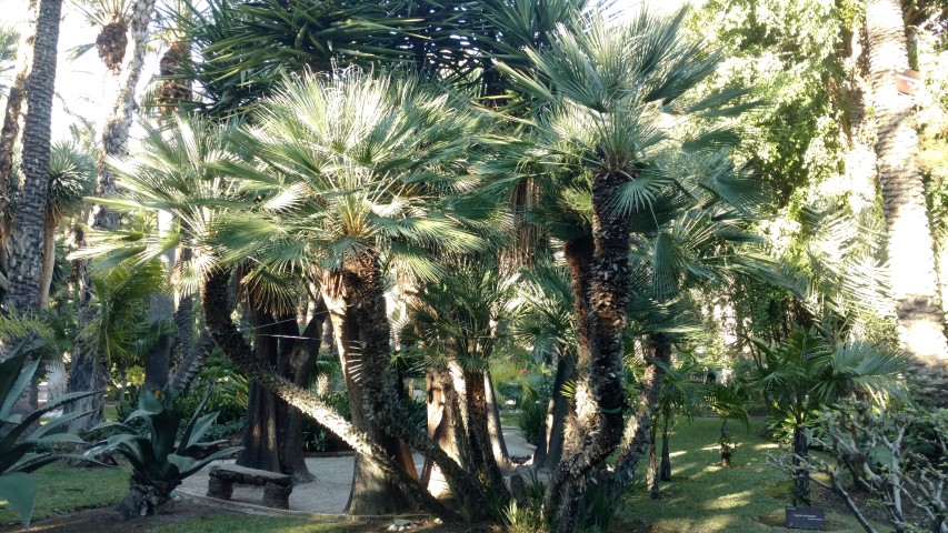 Picture of Chamaerops humilis