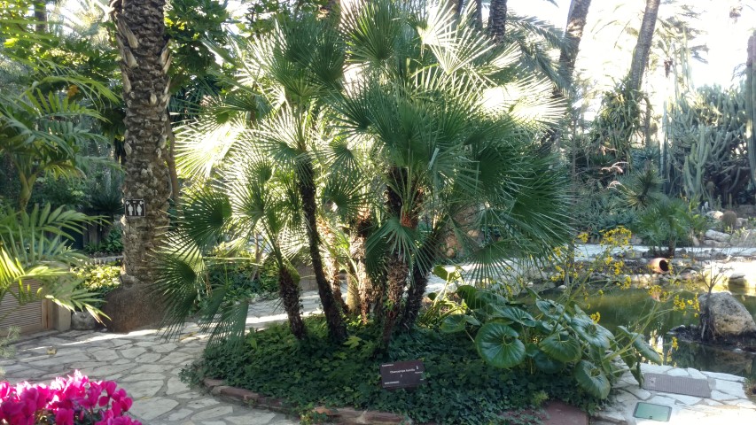 Picture of Chamaerops humilis