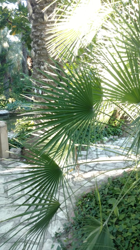 Picture of Chamaerops humilis