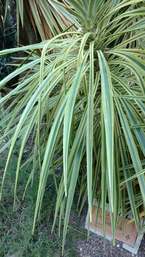 Picture of Yucca aloifolia variegata