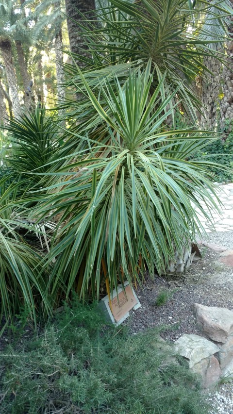 Picture of Yucca aloifolia variegata