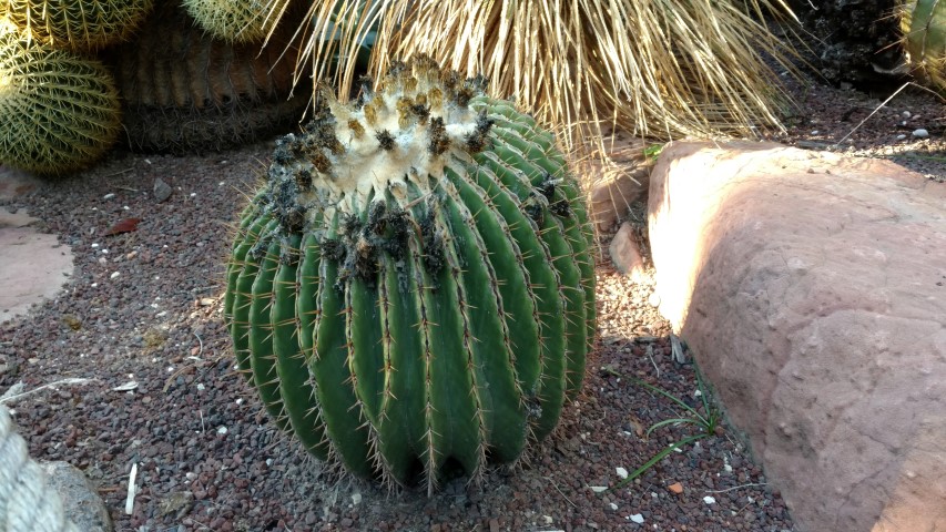 Picture of Echinocactus palmeri