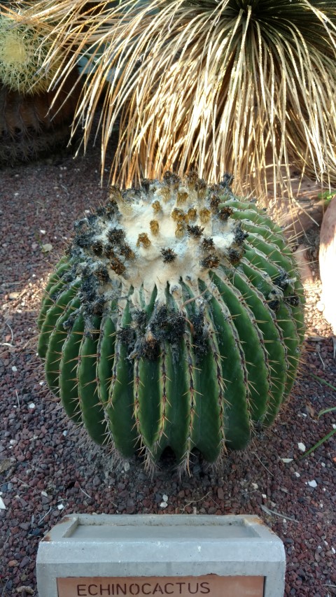 Picture of Echinocactus palmeri