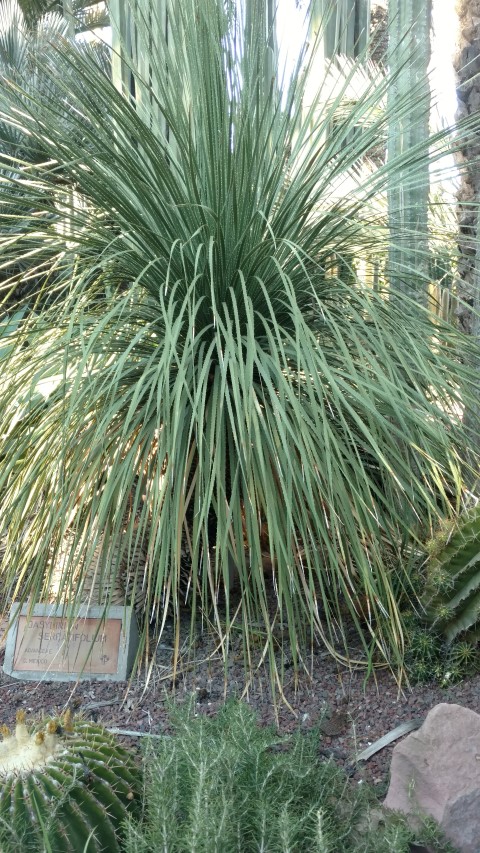 Picture of Dasylirion%20serratifolium