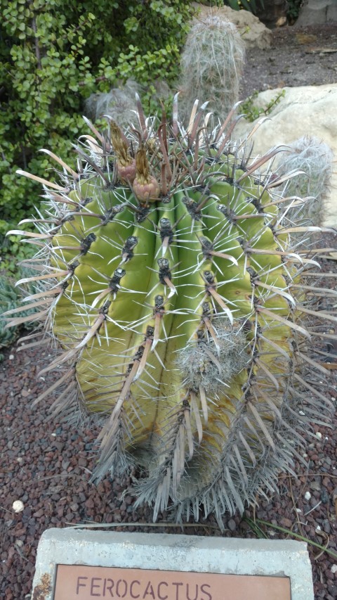 Picture of Ferrocactus%20horridus