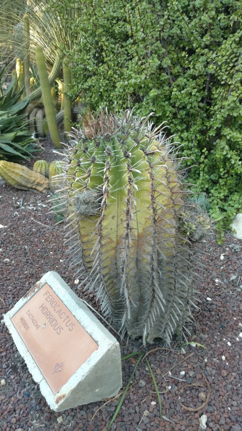 Picture of Ferrocactus horridus